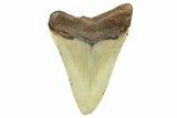 Fossil Megalodon Tooth - North Carolina #298839-1